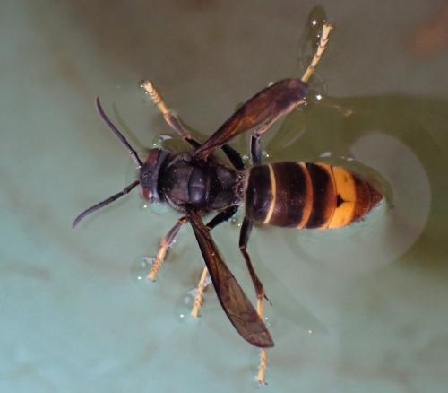 Vespa velutina